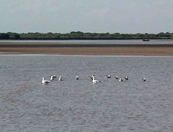 Gulls at the river moutho